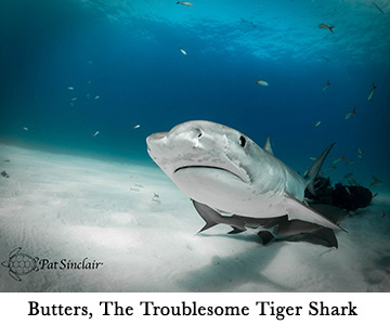 Butters, The Troublesome Tiger Shark