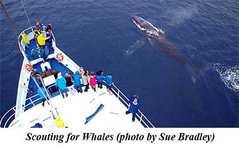 Scouting for Whales (photo by Sue Bradley)