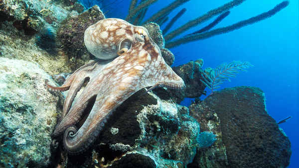 Octopus