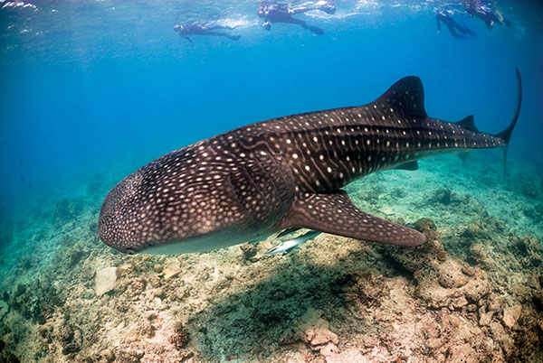 Whalesharks in the Maldives