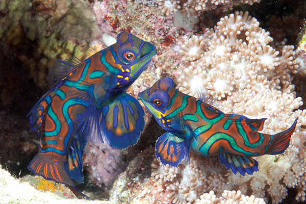 MandarinFish