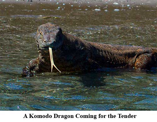 A Komodo Dragon Coming for the Tender