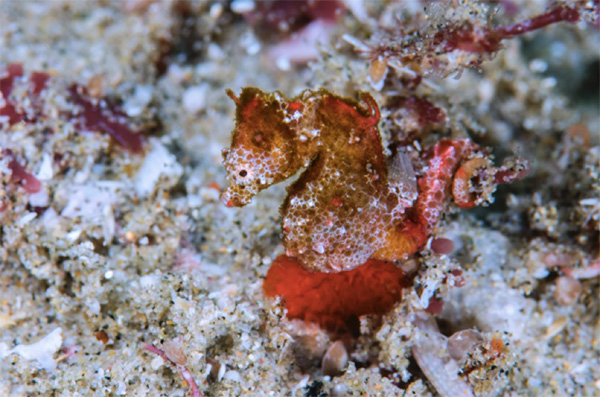 African pygmy seahorse