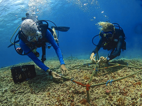 Success Renovating a Reef in Bali