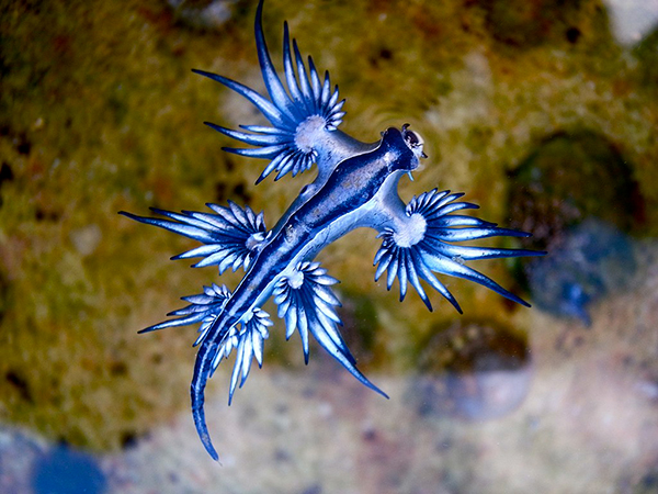 Blue sea dragon