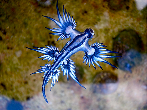 Blue Sea Dragon