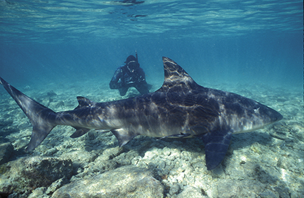 Bull shark in Bahamas