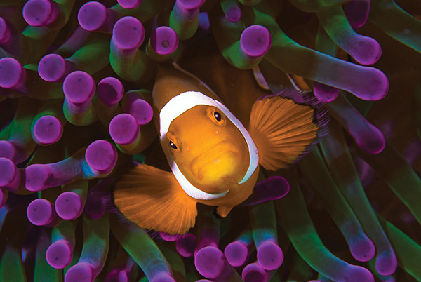 Clownfish at night