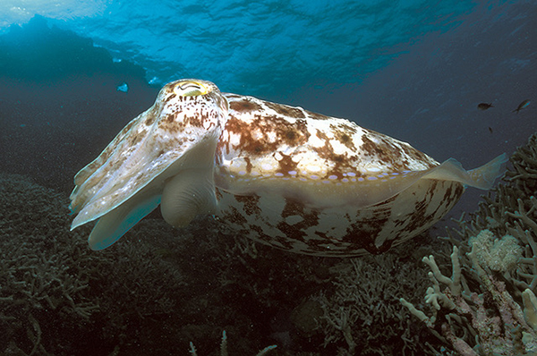 Cuttlefish