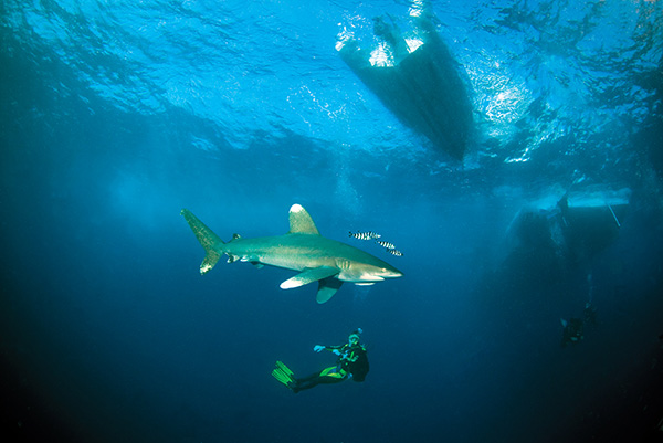  Diving at the Elphinstone Reef