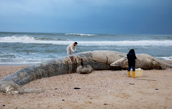 Fin whale - Ecological disaster in Israel