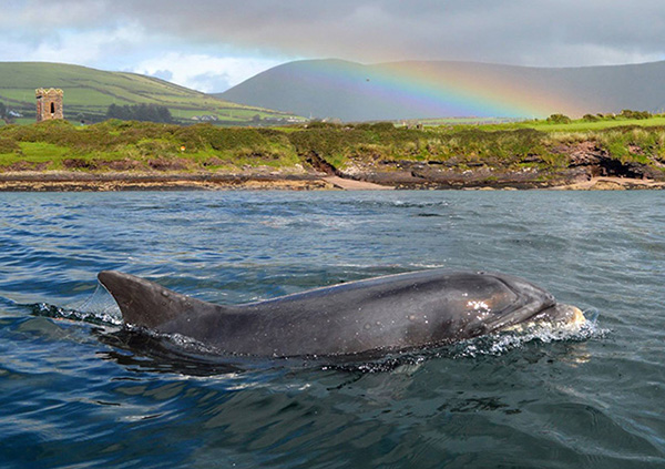 Fungie, the wild dolphin in Ireland