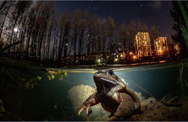 British Underwater Photographer of the Year 2021