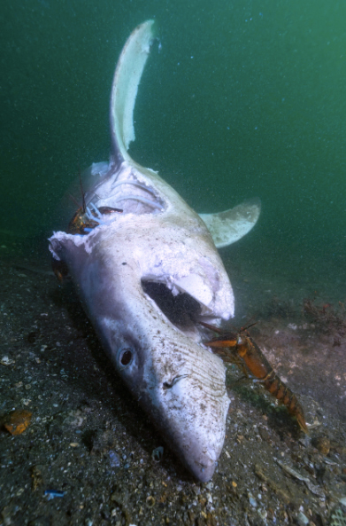 remains of a juvenile great white shark