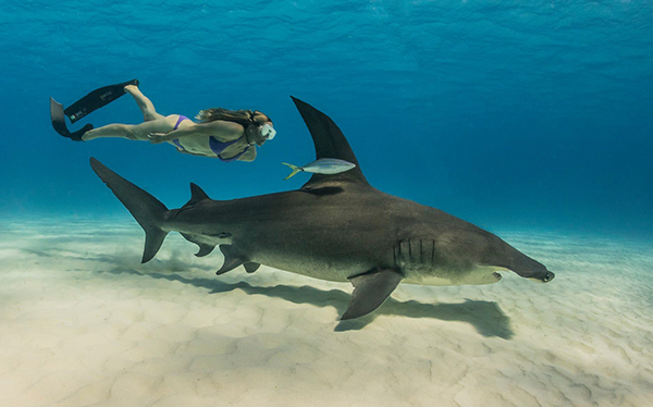 Hammerhead shark with a snorkeler