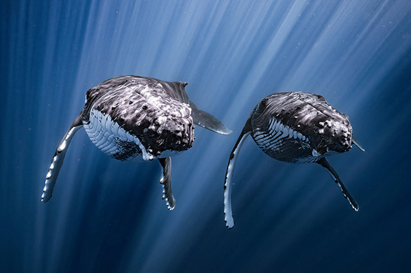 Humpback whales by ©Yuka Takahashi