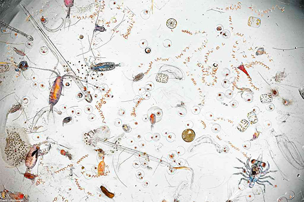A Single Drop of Seawater, Magnified 25 Times