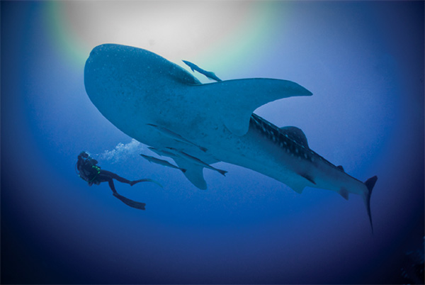 Whale shark in Maldives