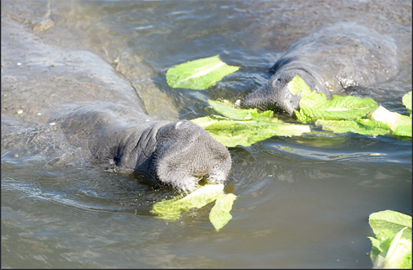 Manatess eating lettuce