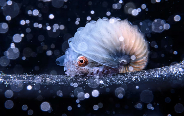 Oceanographic Ocean Photographer of the Year 2023 - Jialing Cai