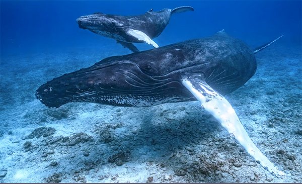 Humpback whale mother and calf