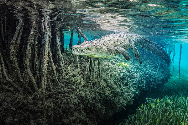 Ocean Photographer of the Year