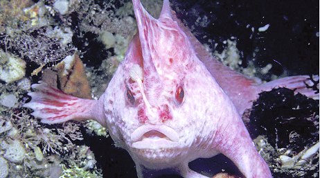 Pink Handfish