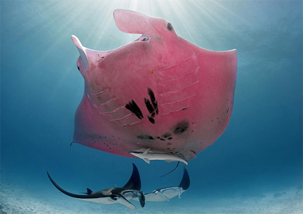 Pink Manta