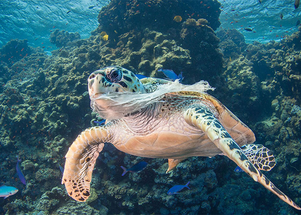 Sea turtle with plastic picture by Saeed Rashid