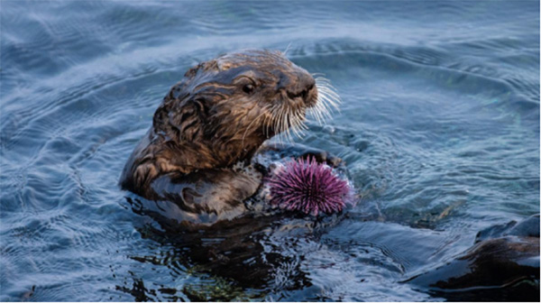 Otter eating purple sea urchin