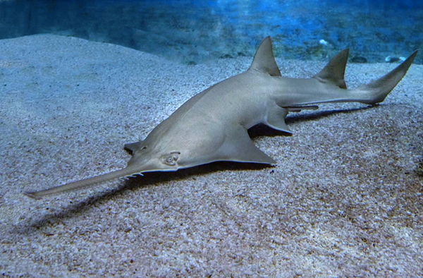 Sawfish