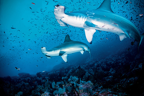 Scalloped Hammerhead