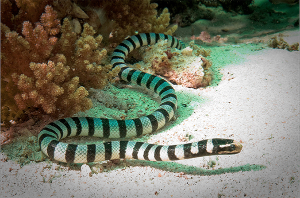 Sea krait