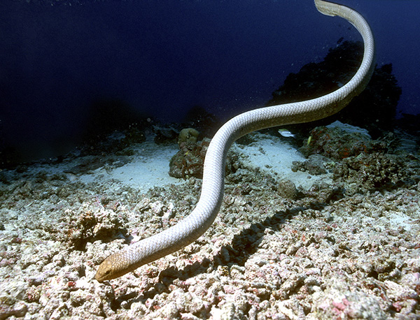 Sea Snake