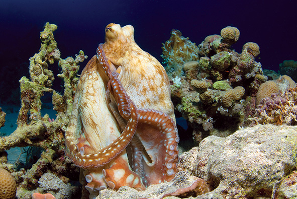 Sentient Octopus