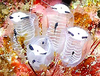 Skeleton Panda - A Marine Invertebrate