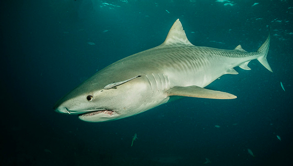 Tiger shark