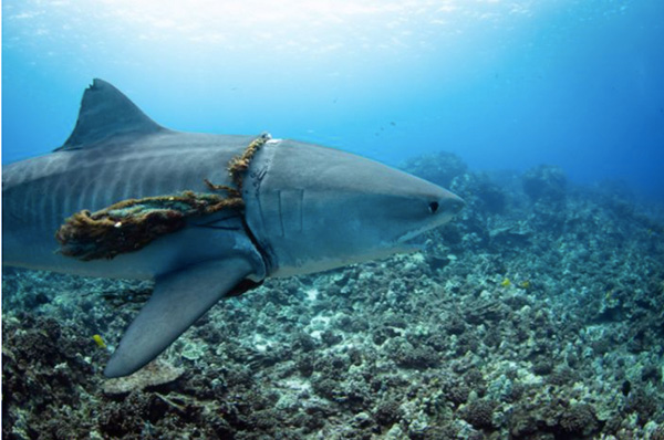 Tiger shark with rope in Kailua Kona, Hawaii