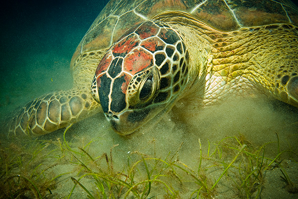 Sea Turtle