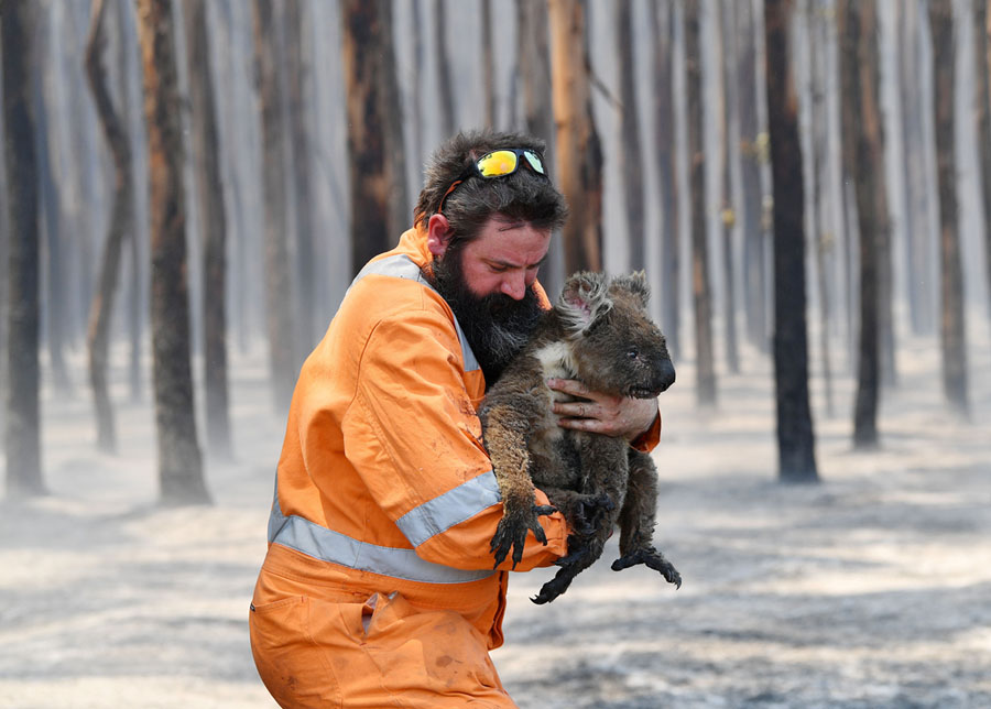 Koala being rescued