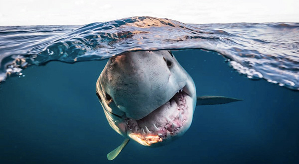 Underwater Photographer of the Year