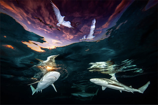 Renee Capozzola, Underwater Photographer of the Year