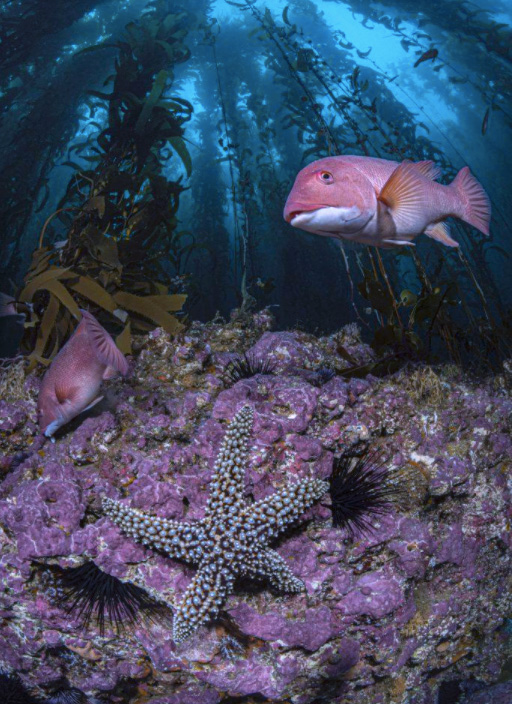 World Oceans Day Photo Competition Winners