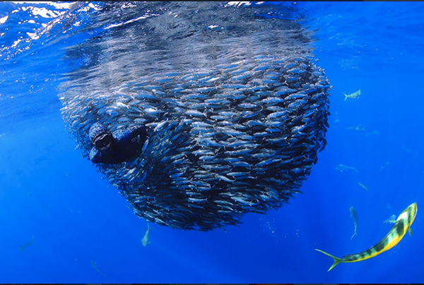 World Shootout's 2023 Underwater Photography Winning Shot