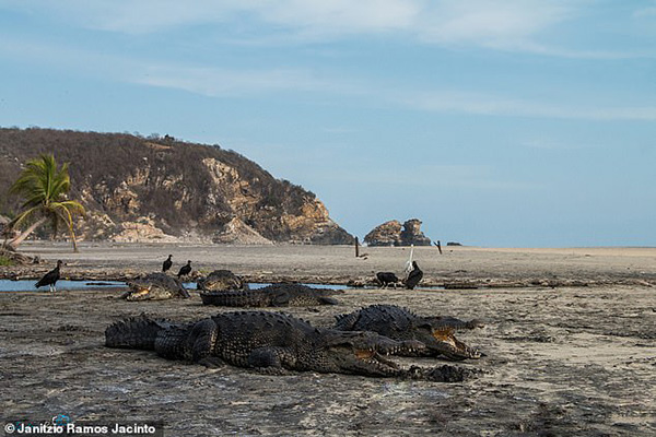 Crocodiles sunbathing on a Mexican beach
