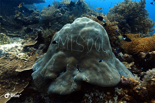 defaced hard coral bommie in Raja Ampat