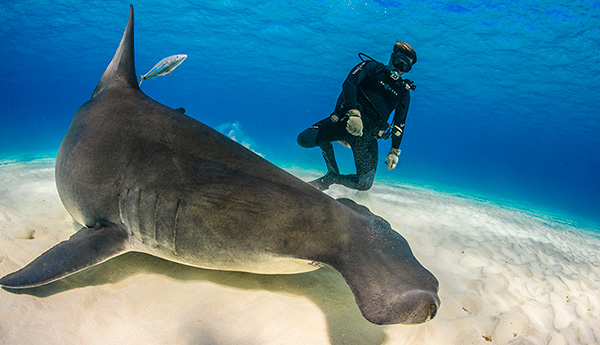 Hammerhead shark