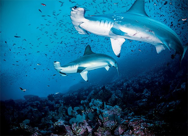 hammerhead sharks - Cocos Island