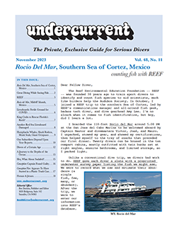 Undercurrent November Issue