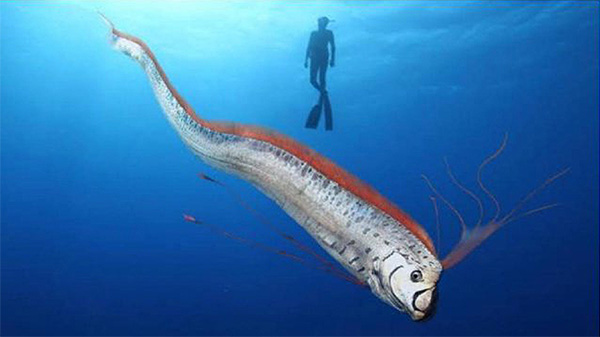 Oarfish